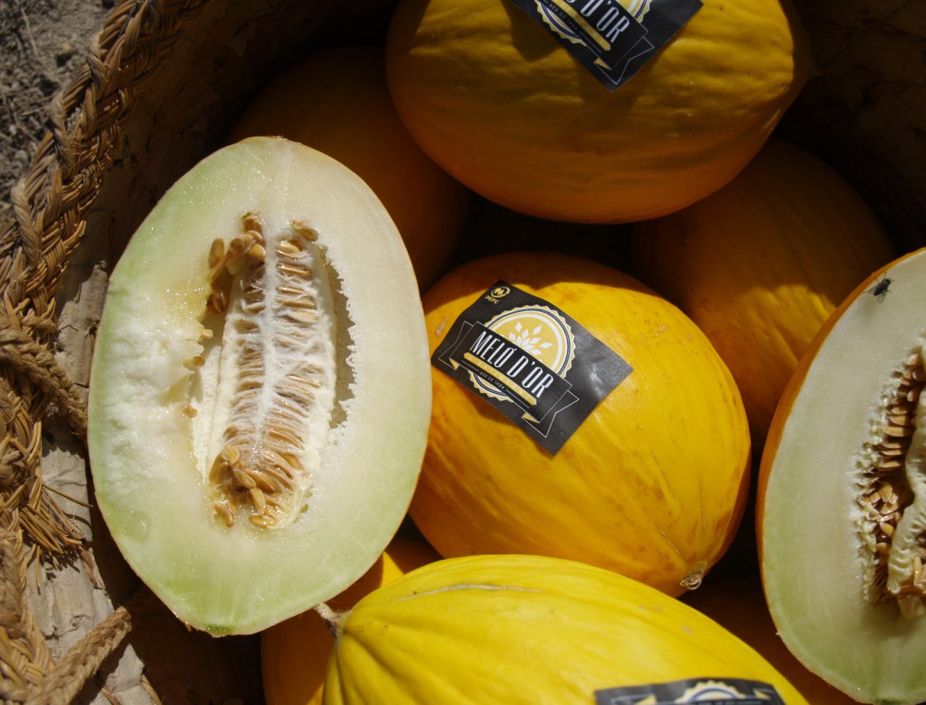 Melón_OroNOClick-sinBlanco